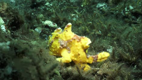 Yellow-Frogfish-resting-on-the-ocean-floor