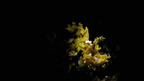 Seltene,-Spektakuläre-Nashörner-Von-Meerestieren-Mit-Kreativer-Unterwasserbeleuchtung