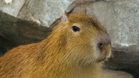 Closeup-Portrait-of-a-Capybara-chewing-and-looking-straight-into-the-eyes