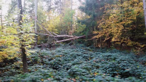 Deutscher-Waldwald-Mit-Sonnenschein-In-Der-Herbstsaison