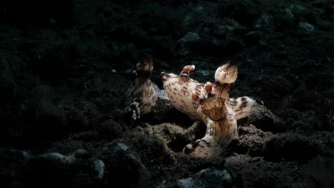 Nudibranchs-displaying-animal-behaviour-of-mating-in-groups-on-the-ocean-floor