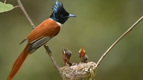 Close-up-film-of-Indian-Paradise-fly-catcher-with-chicks-in-nest