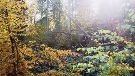 Bosque-Wald-Alemán-Durante-La-Temporada-De-Otoño-Con-Sol