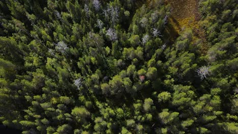 Bosque-De-Pinos-Puntiagudos-Kilsbergen-Woods-Scandivania-Aéreo