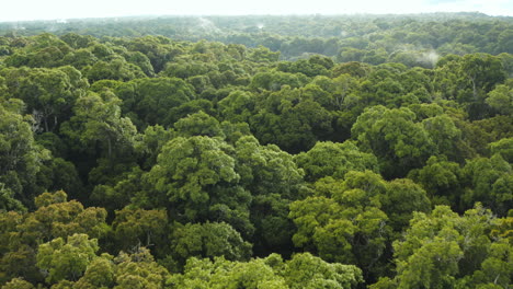 Unglaubliche-Überführung-Aus-Der-Luft-Mit-Blick-über-Die-Baumwipfel-Des-Dschungels-Von-Guyana