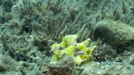 Yellow-Frogfish-slowing-walking-along-the-ocean-floor-using-its-fins