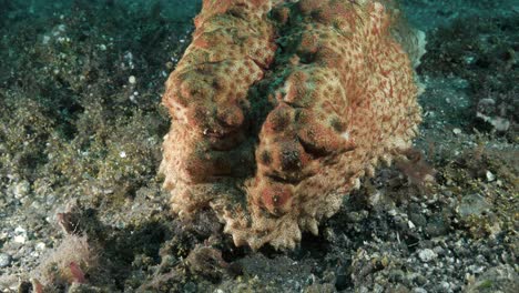 Große-Seegurke-Wirft-Ihren-Körper-über-Dem-Meeresboden-In-Richtung-Der-Unterwasserkamera