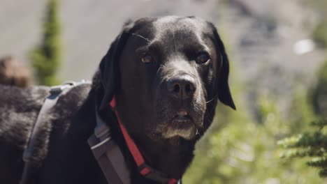 Schwarzer-Labrador-Auf-Einer-Sommerwanderung,-Die-Eine-Pause-Macht