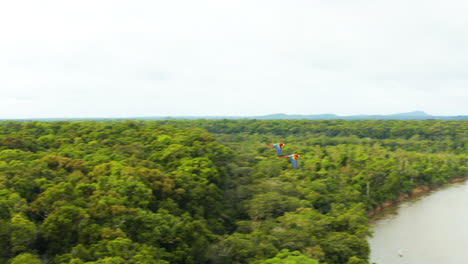 Fast-panning-aerial-shot-tracking-on-some-Macaws-flying-over-the-jungles-of-Guyana