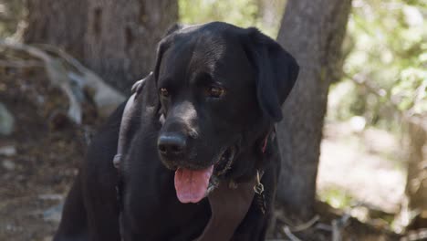 Schwarzer-Labrador-Keucht-Auf-Sommerwanderung