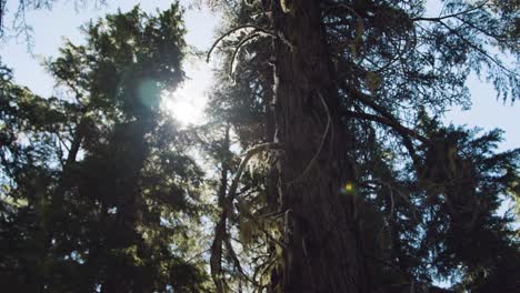 Sonneneruption-In-Einem-Dichten-Moosigen-Wald