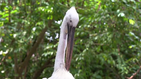 Extreme-close-up-shot-of-a-great-white-pelican,-pelecanus-onocrotalus,-preening-and-grooming-its-neck-feathers-with-its-giant-bill-against-green-leafy-foliage-background