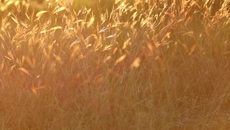 A-group-of-wild-golden-glowing-grasses-waving-in-a-mild-breeze,-back-lit-by-the-sunset-giving-the-grass-a-robust-orange-and-yellow-glow