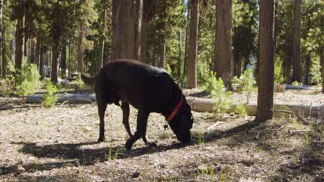 Black-lab-sniffing-in-the-woods-on-a-bright-summer-day