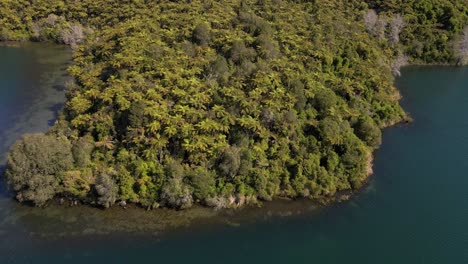 Numerous-Nikau-palm-trees-overgrowing-the-native-forest-along-the-shore-of-lake-Tarawera,-NZ