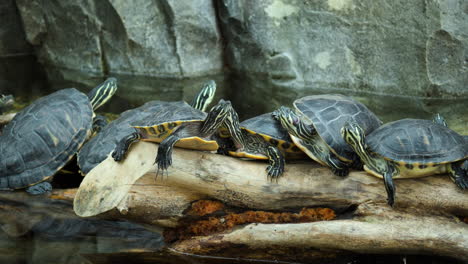 Gruppe-Von-Gelbbauch-Schmuckschildkröten,-Die-Auf-Getrocknetem-Baumstamm-Auf-Einem-Teich-In-Südkorea-Ruhen