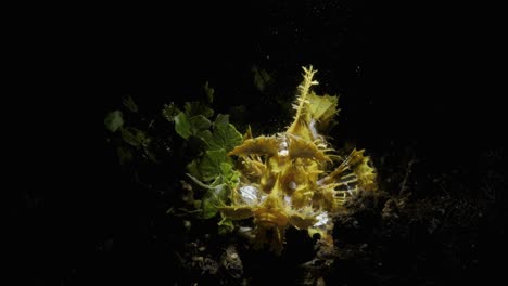 Rare-spectacular-marine-creature-Rhinopias-with-creative-underwater-lighting