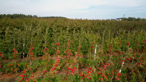 Reife-Rote-Äpfel-Auf-Bäumen-In-Einem-Obstgarten---Langsamer-Flug-Aus-Der-Luft