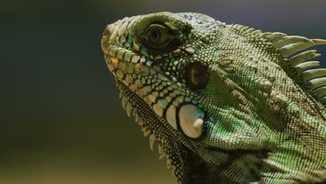 Extreme-detailed-close-up-on-head-of-distinctive-Green-Iguana,-shallow-DOF