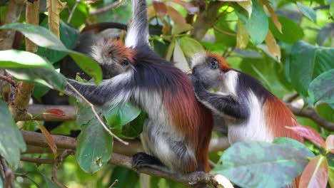 Red-Colobus-Monkeys-grooming-parasites-at-the-Jozani-Forest-treetops-of-Zanzibar-Island-Tanzania,-Side-Shot
