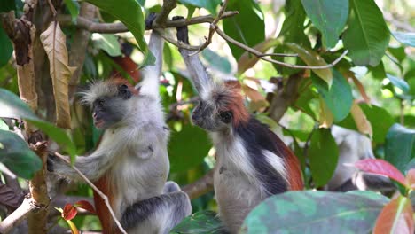 Two-Red-Colobus-Monkeys-hanging-on-branches-at-the-Jozani-Forest-treetops-of-Zanzibar-Island-Tanzania,-Locked-medium-shot