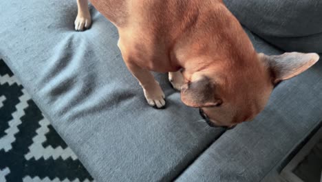 French-Bulldog-Eating-Treats-Off-Owners-Hand-Standing-On-Sofa-Indoors