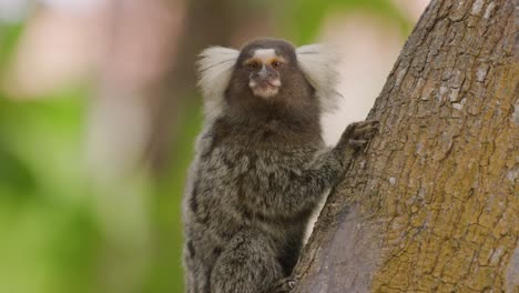Marmoset-sitting-on-tree-trunk-in-forest---cute-little-monkey