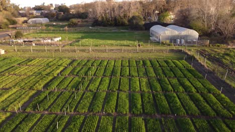 Idyllic-farm-house-with-vegetable-cultivation-field-at-sunset-in-Agronomia-District-in-Buenos-Aires