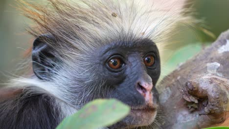 Face-of-Red-Colobus-Monkey-in-the-treetops-of-the-Jozani-Forest-Zanzibar-Island-Tanzania,-Close-up-shot
