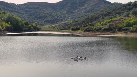 Eine-Gruppe-Von-Gänsen,-Die-über-Das-Ruhige-Wasser-Eines-Bergsees-Schwimmen