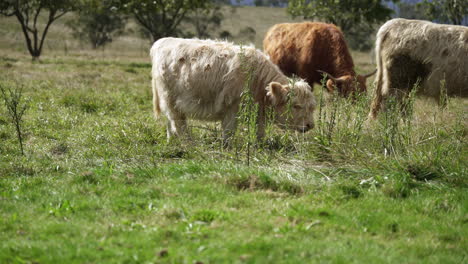 Primer-Plano-De-Una-Joven-Vaca-Peluda-De-Ternero-Comiendo-Pastos-Verdes-En-Un-Día-Soleado