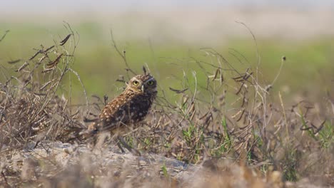 Low-angle-profile-shot-of-alert-Burrowing-Owl-looking-around-outside-its-burrow