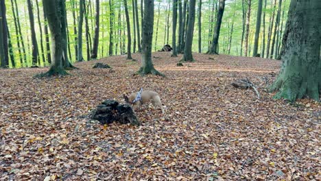 Französische-Bulldogge,-Die-Felsen-Im-Waldpark-Mit-Gefallenen-Herbstblättern-Erkundet