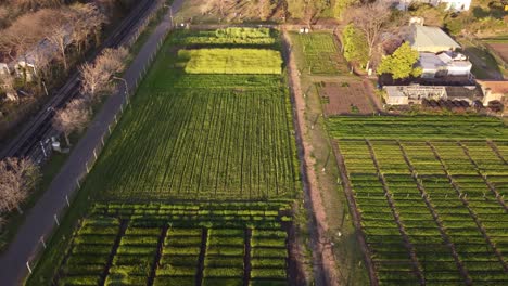 Aerial-top-down-orbiting-over-vegetable-plot-in-farm-at-sunset,-Buenos-Aires