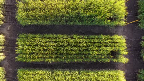 Aerial-top-down-shot-of-waving-grass-plants-of-plantation-at-farm-during-sunset