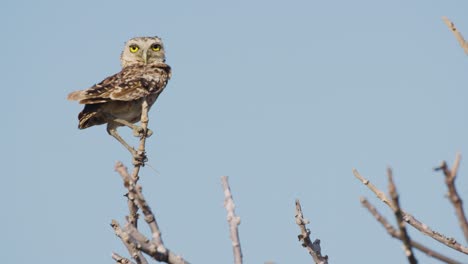 Burrowing-Owl-perched-atop-tree-branch-in-windy-conditions-looking-around