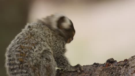 Close-up-of-marmoset-looking-over-its-shoulder-eating-and-chewing