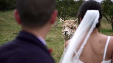 Men-and-women,-married-couple-watching-alpaca-grazing-in-the-grasses-in-the-daytime