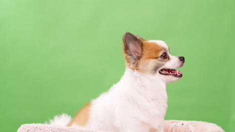 Close-up-video-of-a-little,-amusing,-and-energetic-tiny-fawn-and-white-colored-dog,-puppy,-sitting-on-a-pink-cotton-rug-against-a-green-background
