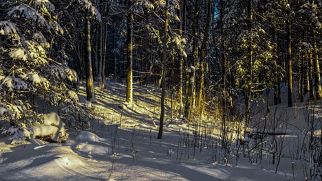Sonnenlichtschatten-über-Schneebedecktem-Baumwald-Während-Der-Wintersaison