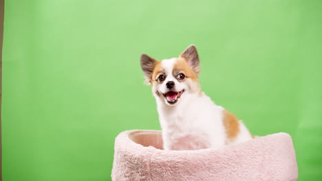 Close-up-video-of-an-energetic-and-outgoing-miniature-fawn-and-white-dog-puppy-reclining-on-a-pink-mat-while-a-green-wall-serves-as-the-background