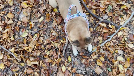 Overhead-View-Of-French-Bulldog-Sat-On-Ground-Of-Fallen-Autumn-Leaves-Chewing-On-Stick