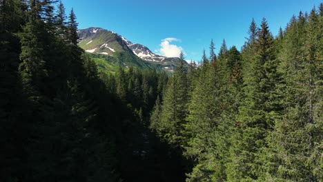 River-In-Pine-Forest-With-Snow-Mountains-During-Summer