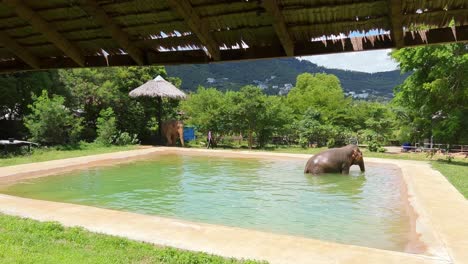 An-elephant-is-slowly-walking-out-of-a-pool