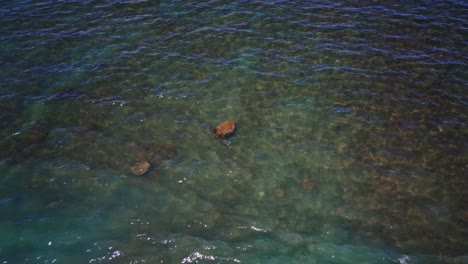 Aerial-of-couple-green-sea-turtle-swim-in-turquoise-water-coral-reef