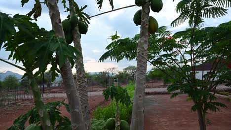 Makushu-Village-Home-Garden-Papayabäume-Von-Grund-Auf-In-Einem-Stammesdorf-In-Südafrika