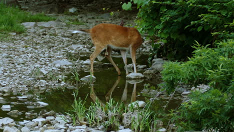 White-tailed-deer-eating-leaf-in-the-middle-of-a-forest-while-standing-into-creek-water-surrounded-by-rock