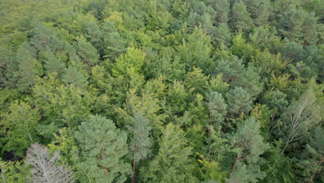 Bosque-Tropical-Verde-Fresco-De-Verano-En-Witomino,-Gdynia-Polonia