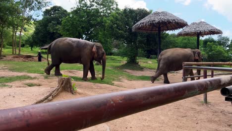 Two-elephants-walking-around-a-sanctuary-in-Thailand