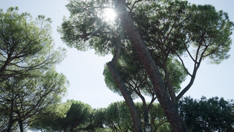 Umbrella-Pine-Trees-In-Rome,-Italy-On-A-Sunny-Day